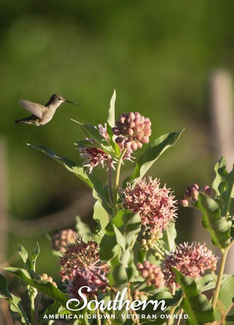 Showy Milkweed – 20 Seeds