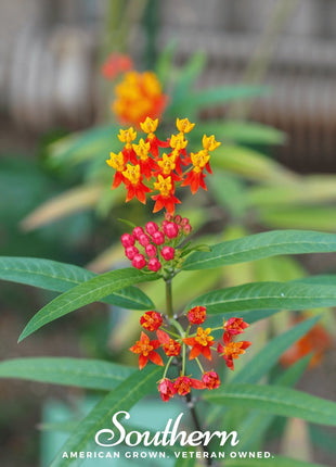 Tropical Milkweed – 50 Seeds