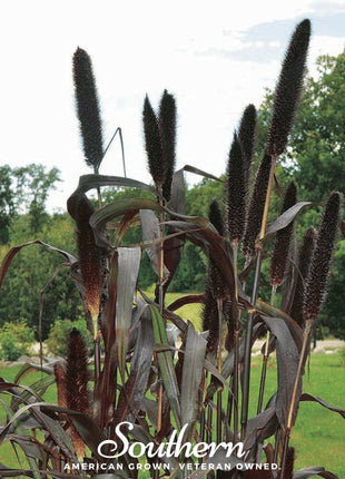 Purple Majesty Millet – 10 Seeds