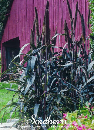 Purple Majesty Millet – 10 Seeds