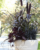 Purple Majesty Millet – 10 Seeds