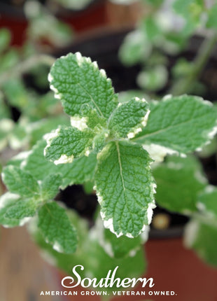 Pineapple Mint – 25 Seeds