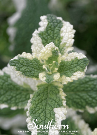 Pineapple Mint – 25 Seeds