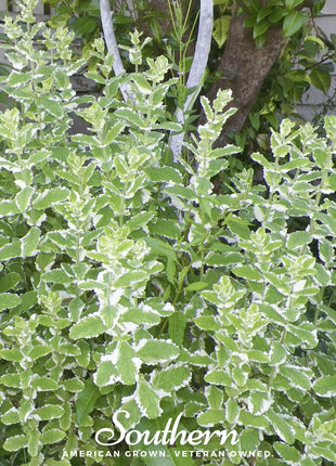 Pineapple Mint – 25 Seeds