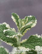 Pineapple Mint – 25 Seeds