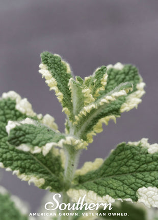 Pineapple Mint – 25 Seeds