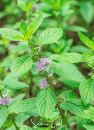 Wild Corn Mint – 100 Seeds