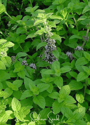 Wild Corn Mint – 100 Seeds