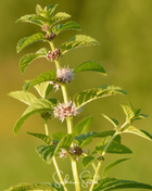 Wild Corn Mint – 100 Seeds