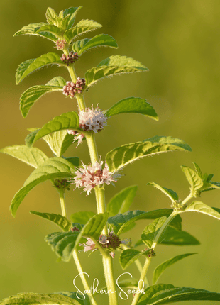 Wild Corn Mint – 100 Seeds