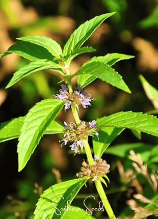 Wild Corn Mint – 100 Seeds