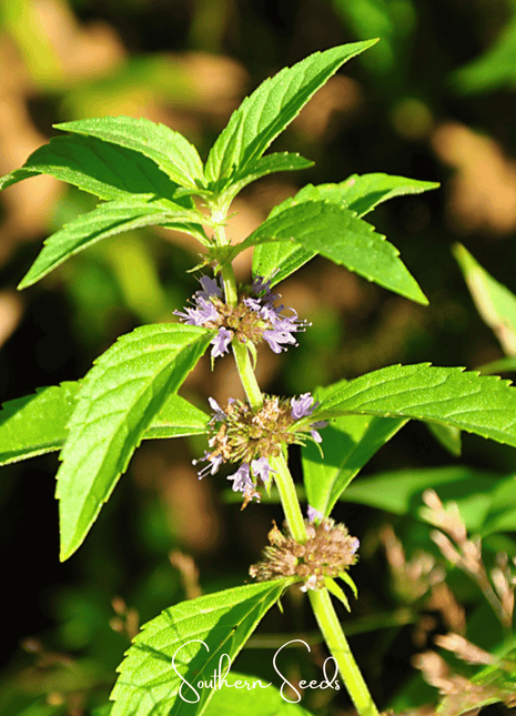 Wild Corn Mint – 100 Seeds
