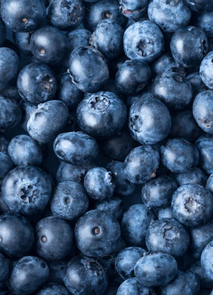 Berry Seed Collection (Elderberry • Blueberry • Strawberry)