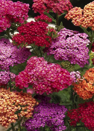 Summer Berries Yarrow Mix – 50 Seeds