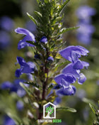 Dragonhead Moldavian Balm – 50 Seeds