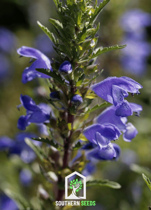 Dragonhead Moldavian Balm – 50 Seeds