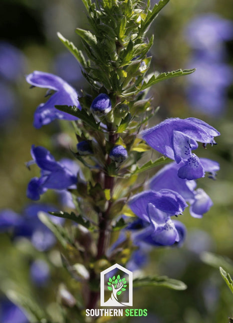 Dragonhead Moldavian Balm – 50 Seeds