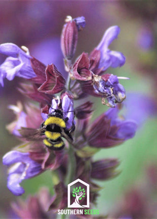 Dragonhead Moldavian Balm – 50 Seeds
