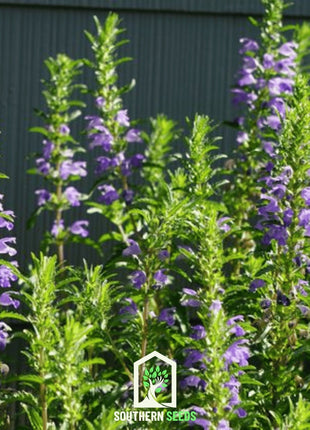 Dragonhead Moldavian Balm – 50 Seeds