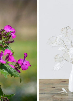 Money Plant – 20 Seeds