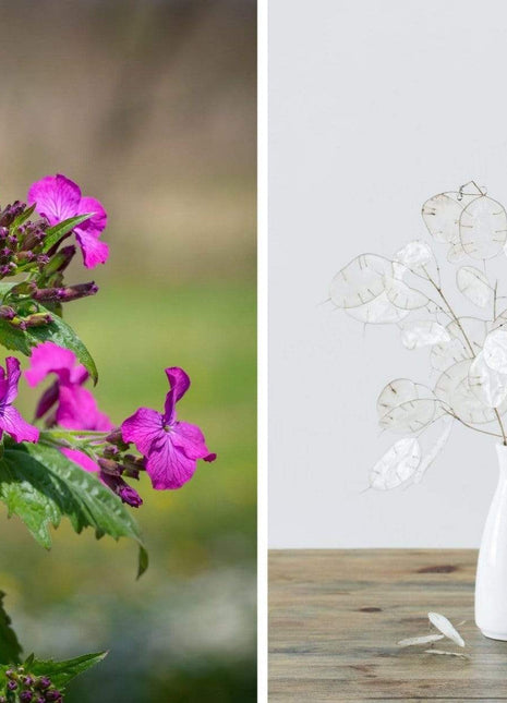 Money Plant – 20 Seeds
