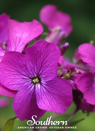 Money Plant – 20 Seeds