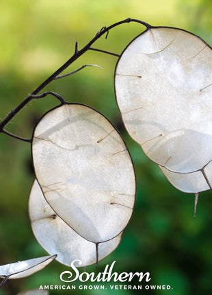 Money Plant – 20 Seeds