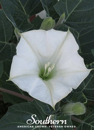 Moonflower – 25 Seeds