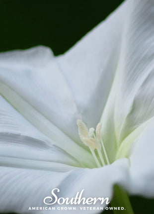 Moonflower – 25 Seeds