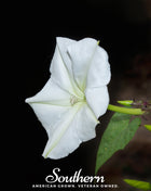 Moonflower – 25 Seeds