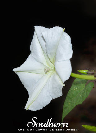 Moonflower – 25 Seeds