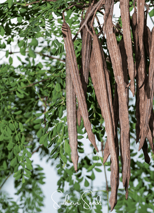 Moringa – 10 Seeds