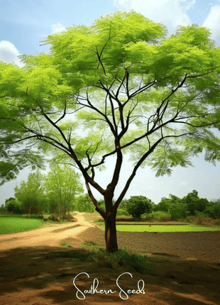 Moringa – 10 Seeds