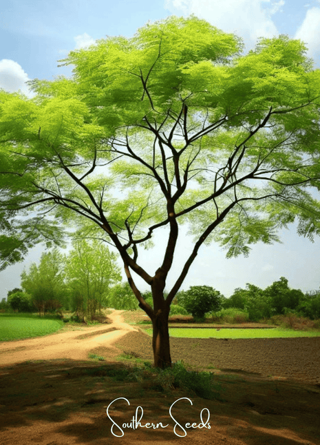 Moringa – 10 Seeds