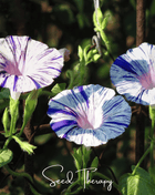 Harlequin Mix Morning Glory – 25 Seeds