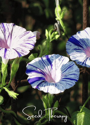 Harlequin Mix Morning Glory – 25 Seeds
