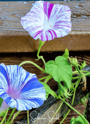 Harlequin Mix Morning Glory – 25 Seeds
