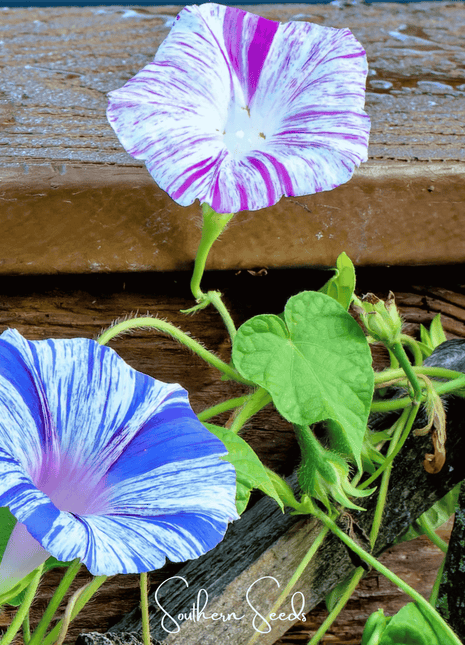 Harlequin Mix Morning Glory – 25 Seeds