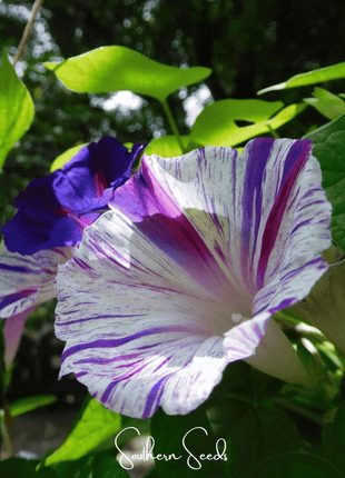 Harlequin Mix Morning Glory – 25 Seeds