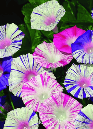 Harlequin Mix Morning Glory – 25 Seeds