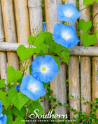 Heavenly Blue Morning Glory – 50 Seeds