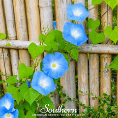Collection image for: Morning Glory
