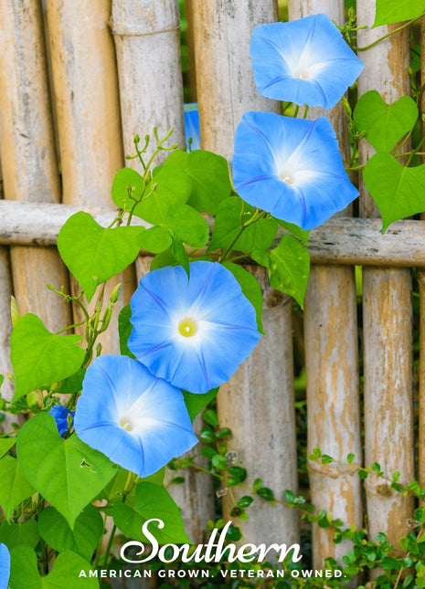 Heavenly Blue Morning Glory – 50 Seeds