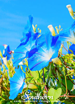 Heavenly Blue Morning Glory – 50 Seeds