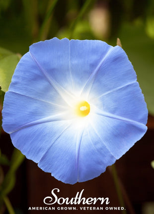 Heavenly Blue Morning Glory – 50 Seeds