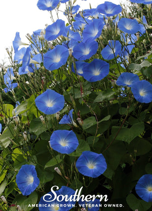 Heavenly Blue Morning Glory – 50 Seeds