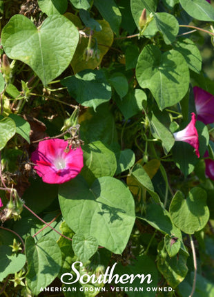 Scarlett O’Hara Morning Glory – 50 Seeds