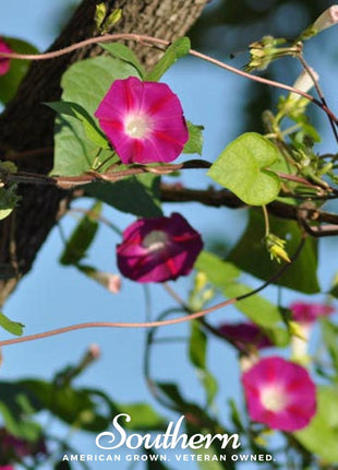 Scarlett O’Hara Morning Glory – 50 Seeds