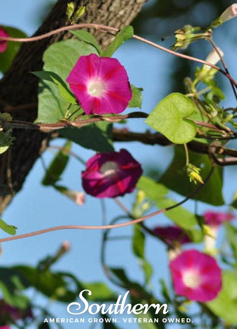 Scarlett O’Hara Morning Glory – 50 Seeds