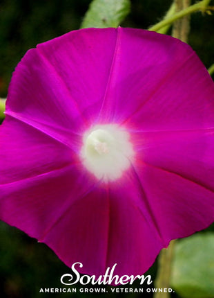 Scarlett O’Hara Morning Glory – 50 Seeds